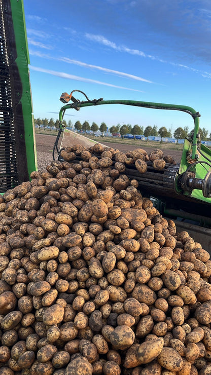 Agria Aardappel - 20 KG