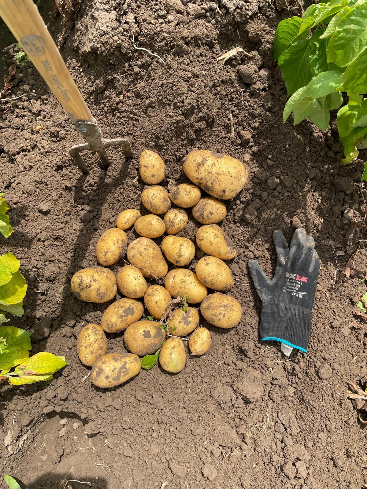 Agria Aardappel - 20 KG